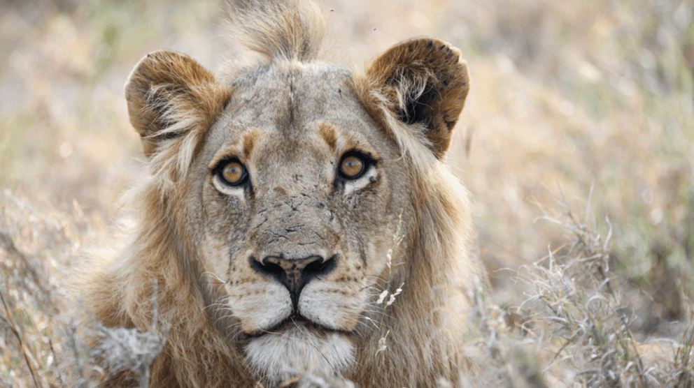 Kateka "Be Blessed": African Safari Adventure - Image 1